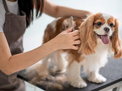 Example Listing for a Pet Groomer: Pawsitively Perfect Grooming